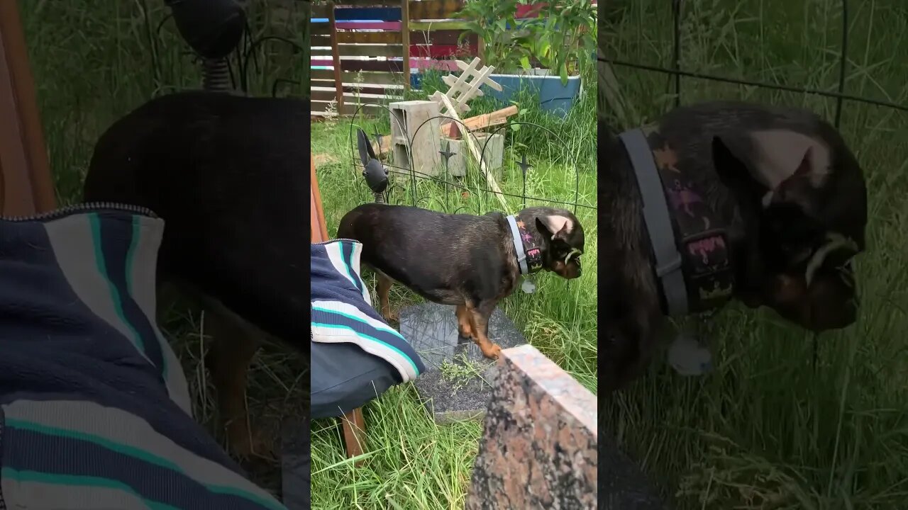 Cute Puppies and a Morning Chill - Blueberry plays wind chimes and Sage plant plays Harpsichord