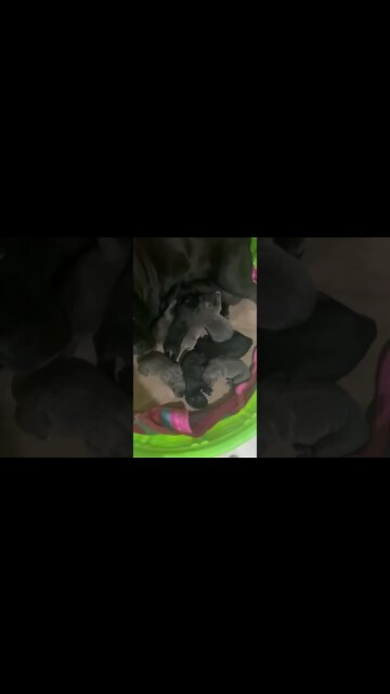 1 Week old Cane Corso Puppies.