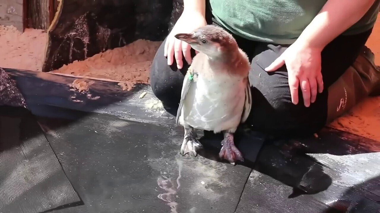 Penguin Chicks Make A Splash In Their First Swimming Lesson