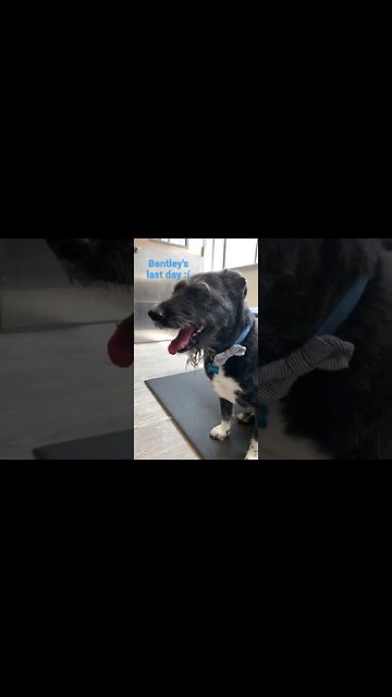 [Shorts 0065] BENTLEY is moving [#dogs #doggos #doggies #puppies #dogdaycare]