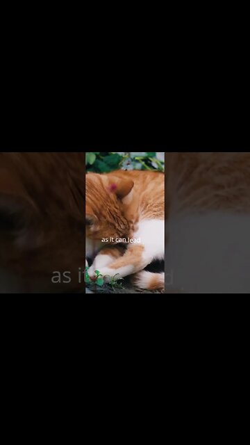 Can cats eat dog food? #shorts #cat #answer #food