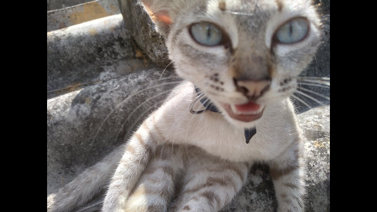 kitten so cute ever