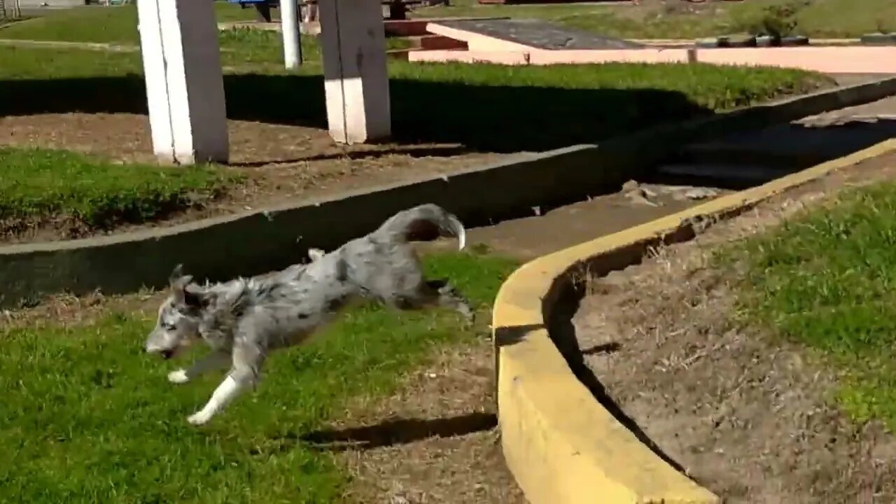 Los perritos en un día primaveral en El Hongo, Tacuarembó, Uruguay (24/09/2022)