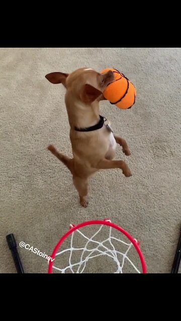 The most impressive doggy slam dunk you'll ever see