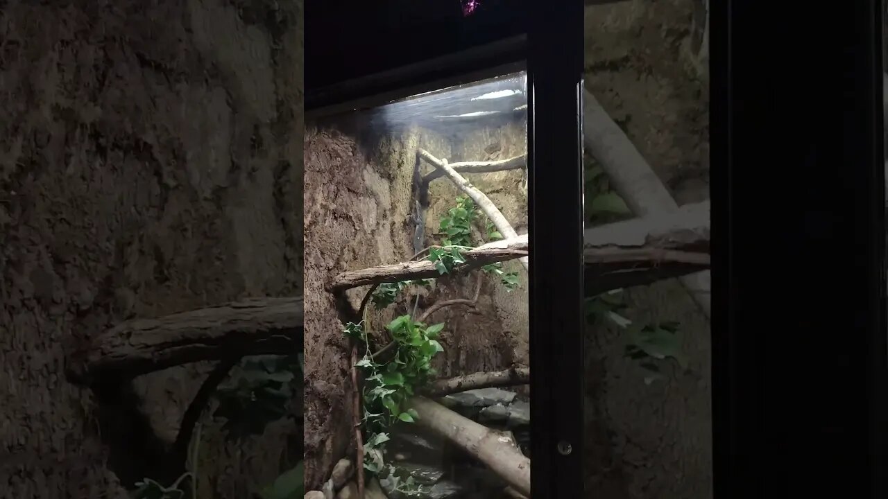 An Aragonian spotted in the Wild! : ) (local zoo! ; ) )