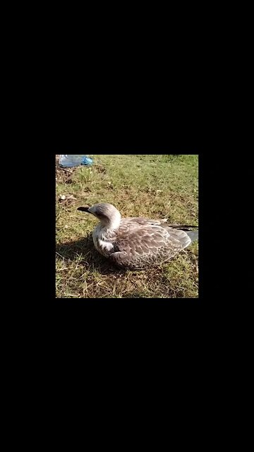 Watch That Seagull That Doesn't Fly nor Speak I've Helped Until One Day it Flown Away.