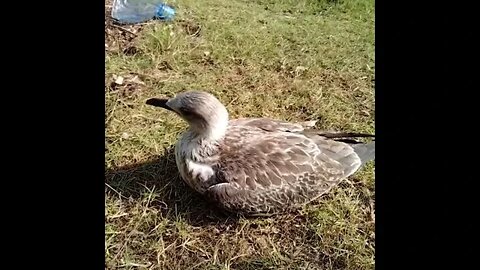 Watch That Seagull That Doesn't Fly nor Speak I've Helped Until One Day it Flown Away.