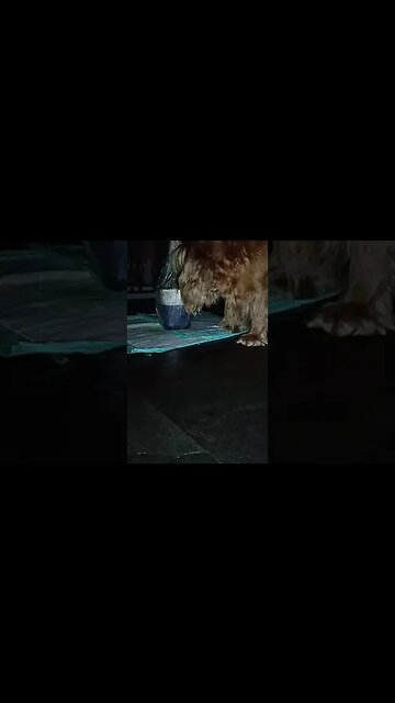 #dogshow , #animals , #dogs , #shorts