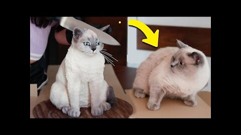 Cat Reaction to Cake that is similar to cat🤣