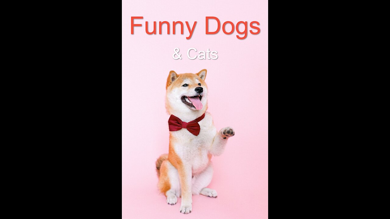 Angry, Funny Dogs And Cats ☻☻☻