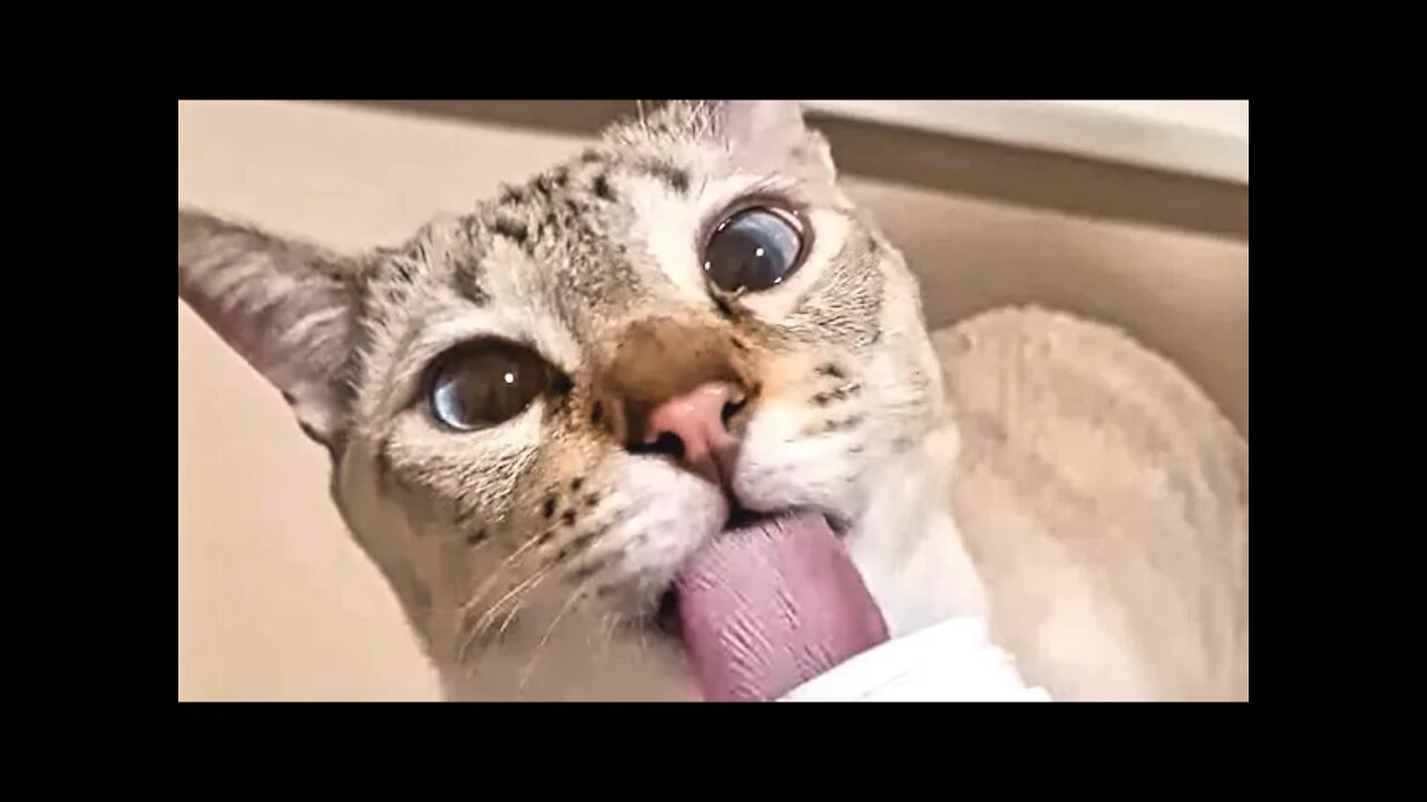 Cat slurping and licking sound | Cat slurping yogurt