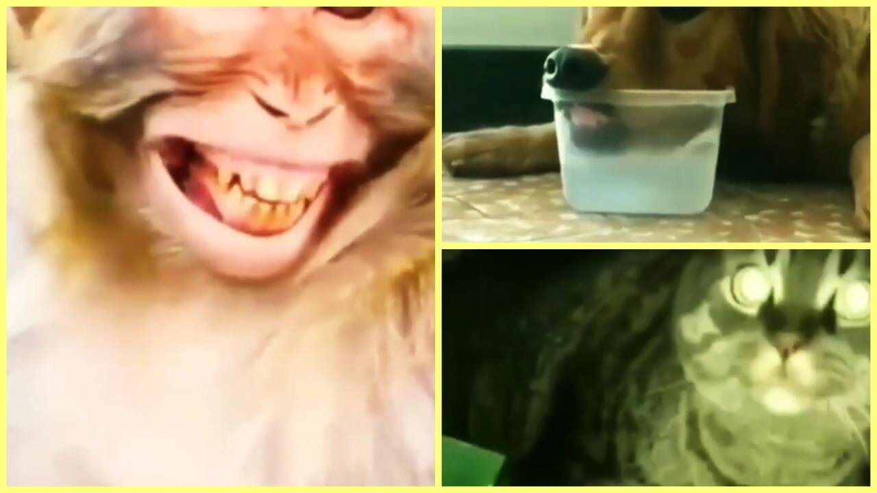 Animals fail to make us laugh Super funny animal compilation