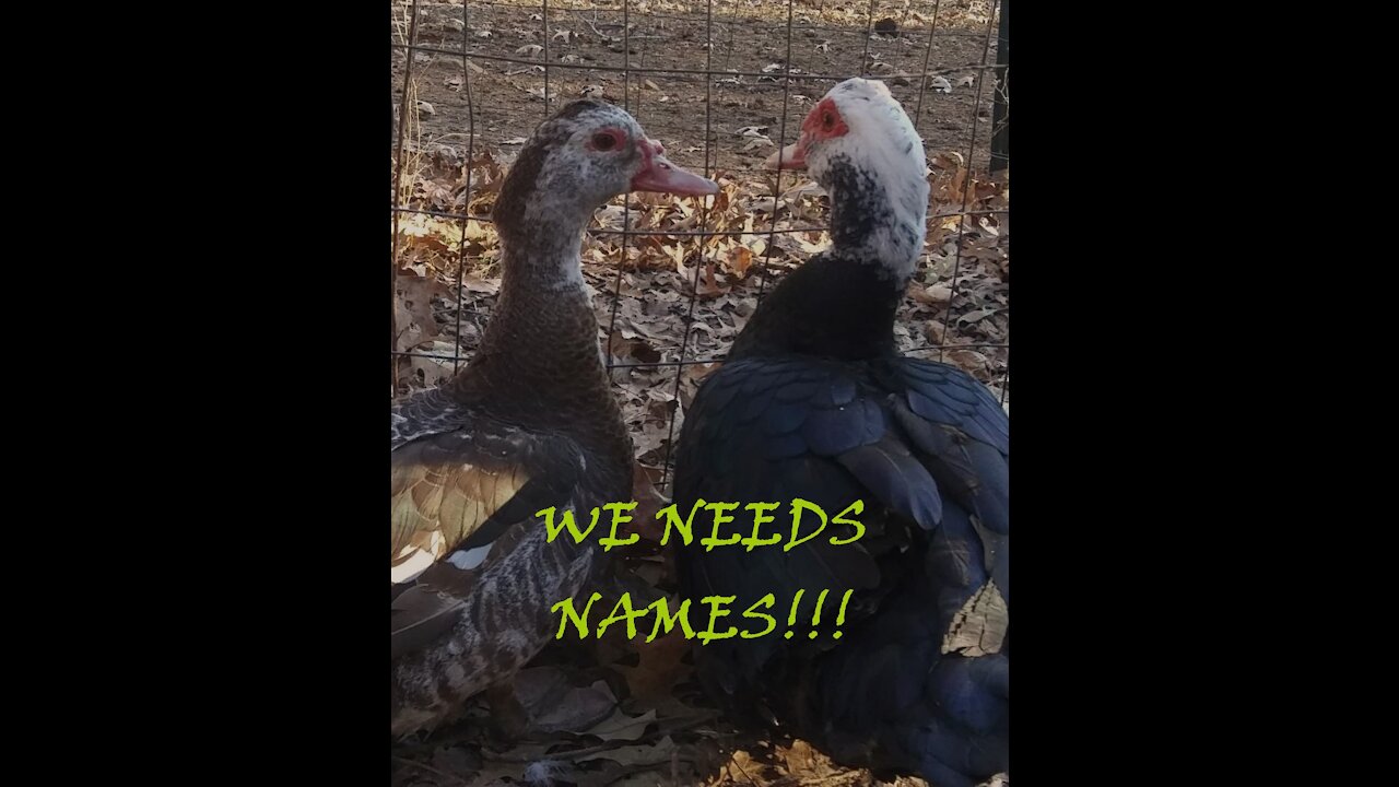 Our Ducks Need Names!