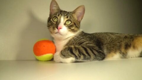 Kitten and His Toys
