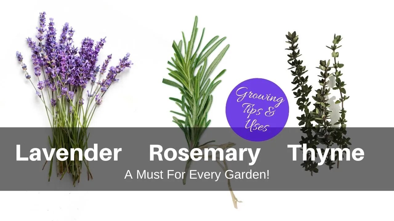 Lavender, Rosemary & Thyme | A Must for Every Garden