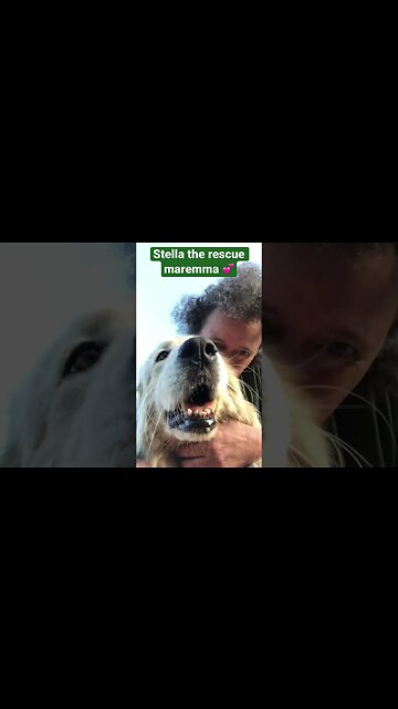 Kisses with rescue maremma