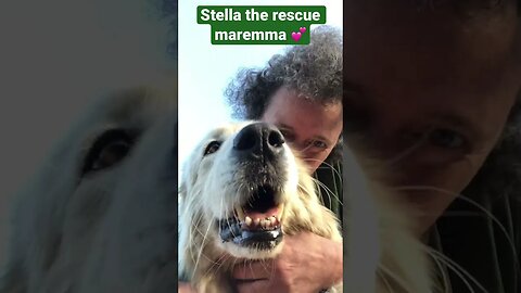 Kisses with rescue maremma