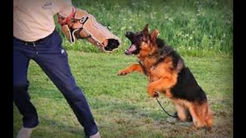 Training dogs to attack