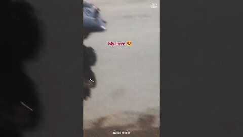 cat love each other ,roadside romeo cat10