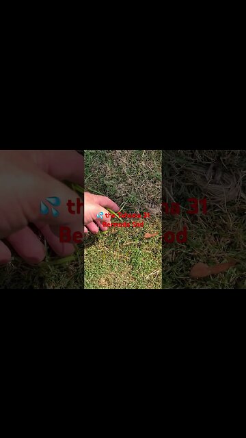 #viral #shorts #bermuda #grass #sod #tahoma #lawn #mowing #diy