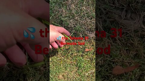 #viral #shorts #bermuda #grass #sod #tahoma #lawn #mowing #diy