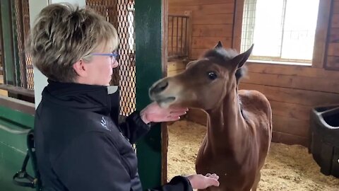 On this 100-acre farm, you will be able to see the mares and foals spending time together and other horses lounging around and just looking plain cute.