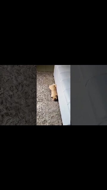 pug🥰 #puglover #pug #puglover #shorts