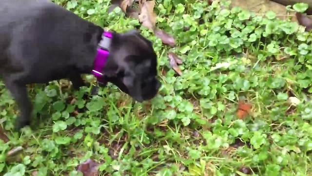 A Dog Plays With A Butterfly