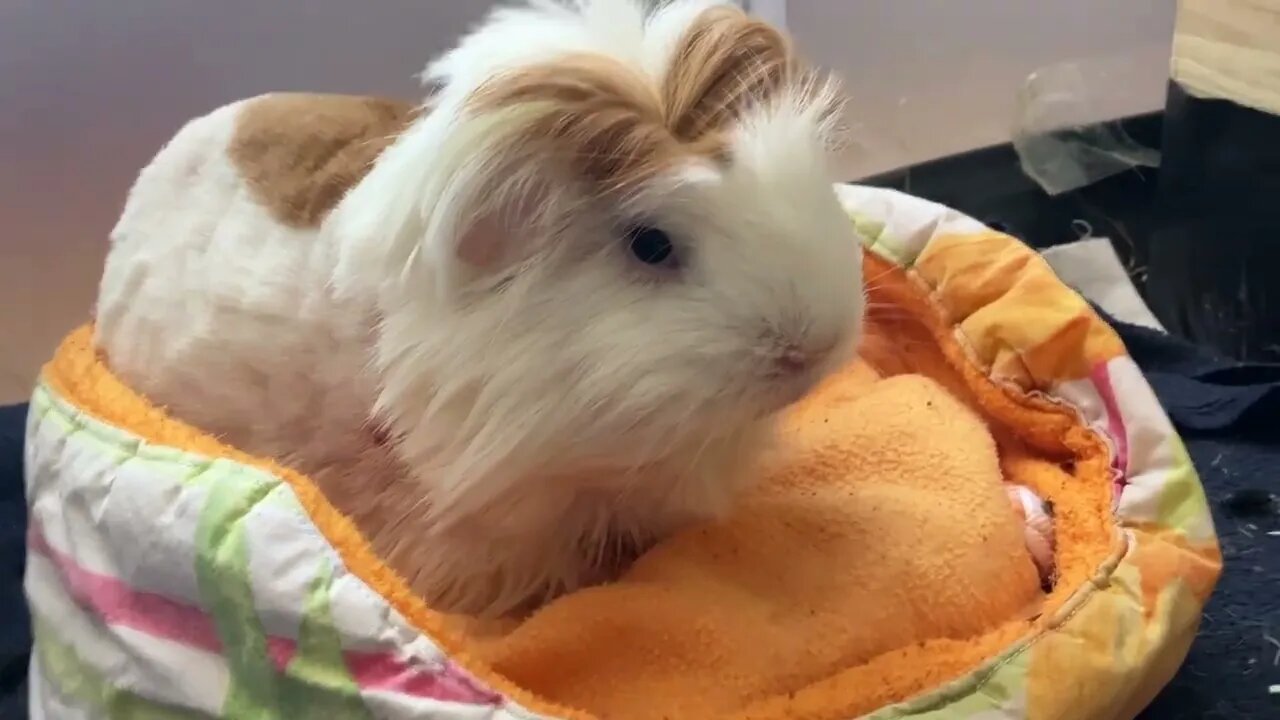Guinea pigs having a quiet evening in their box
