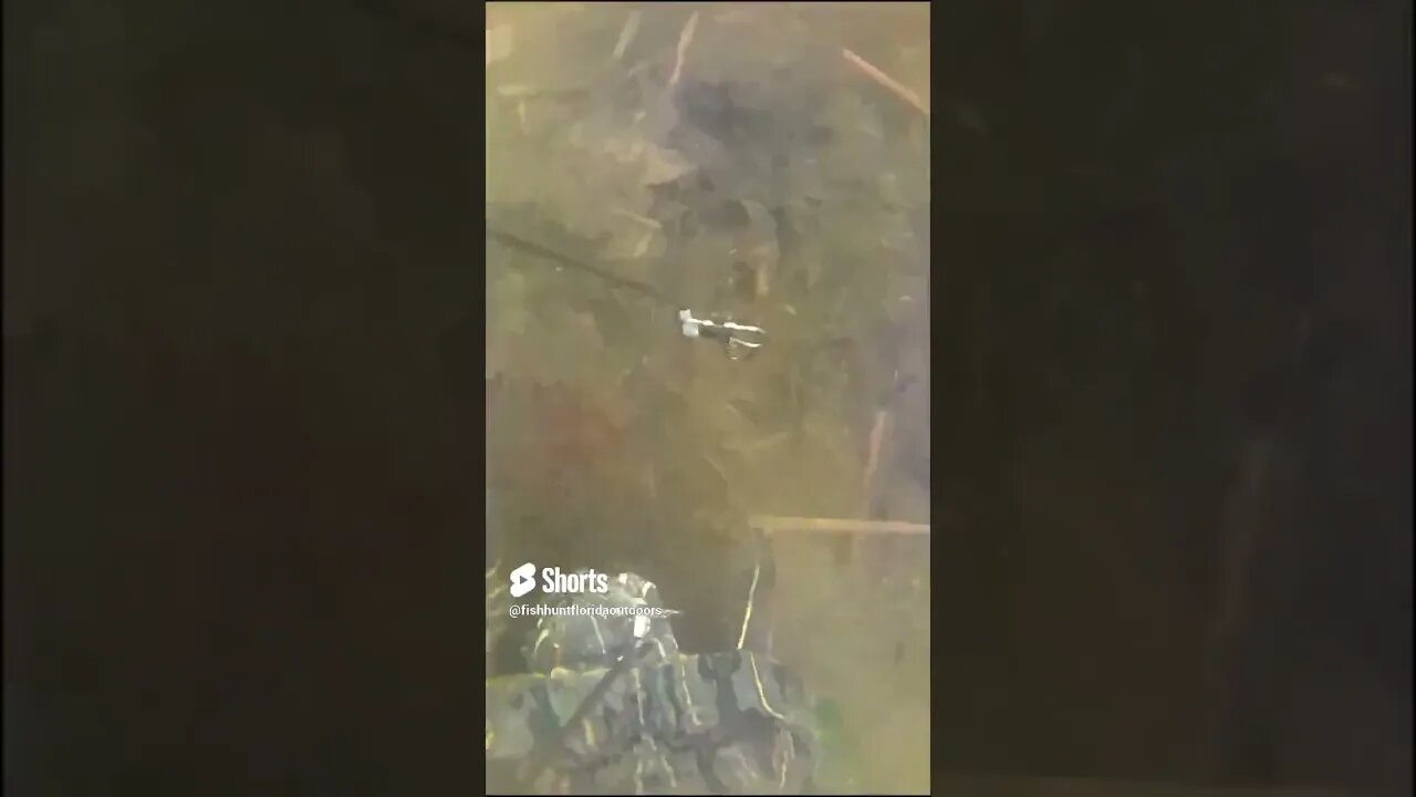 Turtle Hooks Itself #underwaterfootage