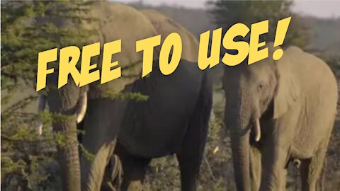 Herd of Elephants in Reserve