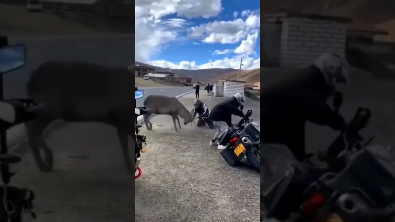Springbok 😯 hitting the man | #Shorts #Animals #Wild