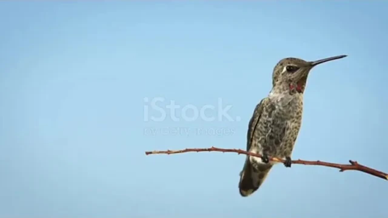 Relaxing Meditation Music Peaceful Piano Music & Birds Music Sunny mornings by Naseem Gul && 15