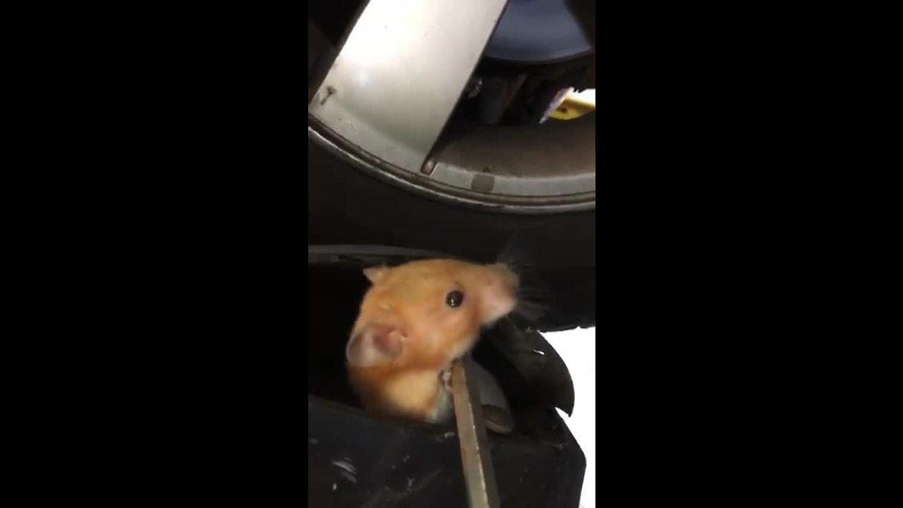 Mechanic Finds Furry Stowaway Within Car