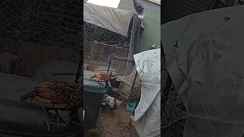 Farm cam. Free range sebright chick