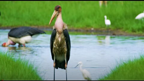 African Birds Feeding in Low Standing Water