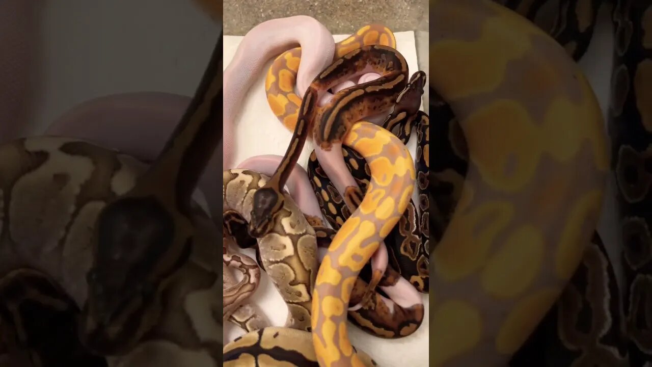 Awww Baby Snakes! 😍🐍
