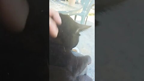 Yard panther demands break time