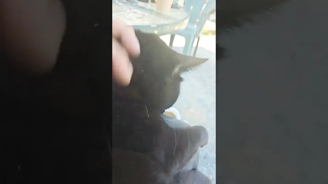 Yard panther demands break time