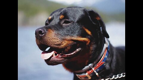 Rottweiler✊