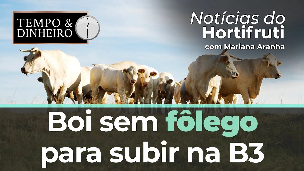Boi sem fôlego para subir na B3 e no mercado físico que segue lento na segunda quinzena de abril