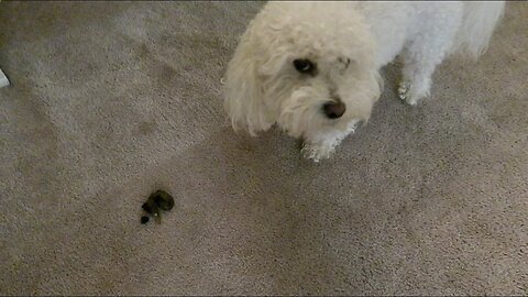 MY DOG POOPED THE HOUSE!