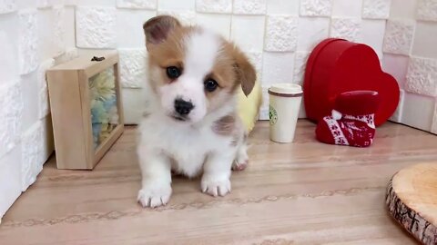 Funniest Dogs And Cats Videos Compilation - Best Funny Animal Videos 2022