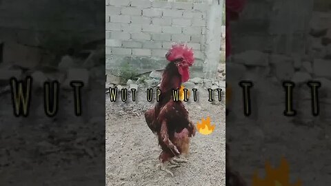 Bring in the Cock 🤣😂#funnyshorts #AndyCruzPodtrash#Fyp