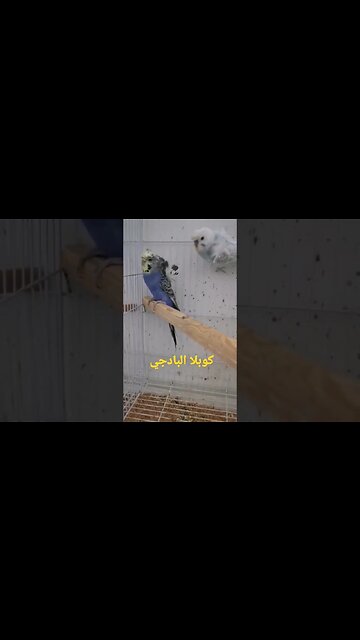 كوبلا البادجي هوكو رينبو كيوت روعة.. يا سلام