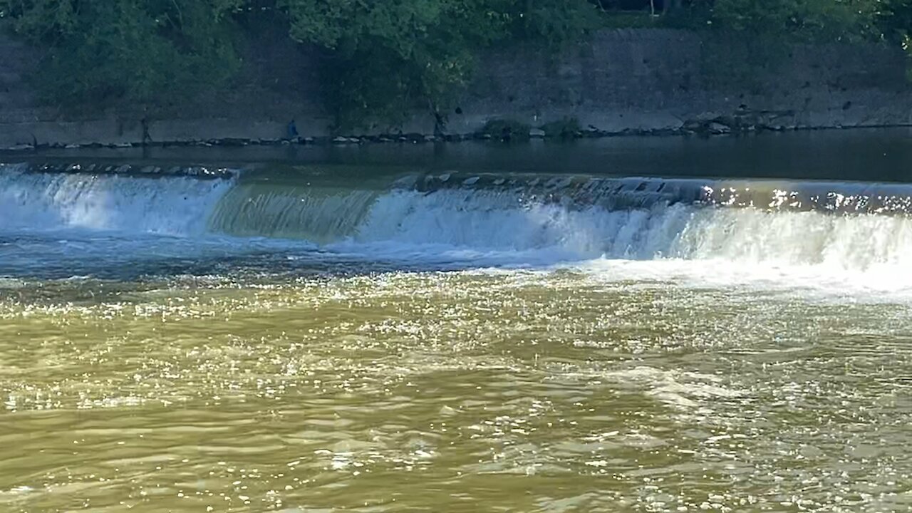 2021 Salmon run Humber River 68
