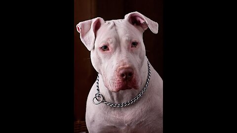 Guard dog easy training step by step