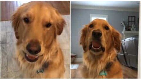 Golden Retriever "destrói" o desafio do ovo