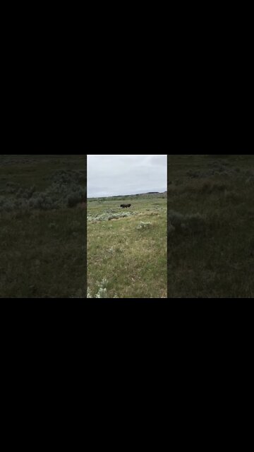 SRST Tatanka (Buffalo) Bulls Fighting