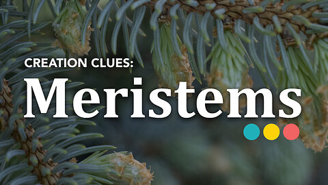 What are Meristems and Mitosis? [CREATION CLUES S01E05]